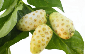 Mengenal Buah Mengkudu dan Kandungan Nutrisinya, Mau Tau Manfaatnya