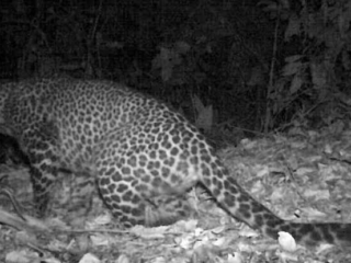 Kuningan Kembali Diresahkan, Dua Ekor Kambing Jadi Korban Serangan Macan Tutul di Perkampungan Hantara