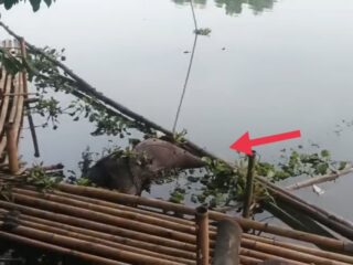 Warga Geger Penemuan Mayat Wanita di Danau Abadi (POJ) Karawang