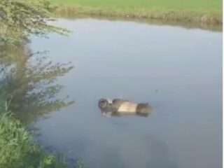 Geger! Warga Ciagem Karawang Temukan Mayat Pria Misterius Mengapung di Saluran Irigasi