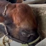 sapi