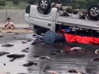 Kecelakaan Tunggal di Tol Japek: Pikap Pengangkut Lele Terguling Akibat Pecah Ban, Sopir Alami Luka Ringan
