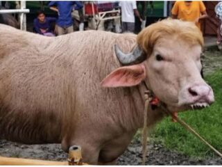Unik! Sapi Kurban Albino di Bangladesh Viral karena Mirip Donald Trump, Warga Heboh Rebutan Foto