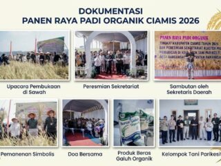 Dari Deklarasi, Gerakan Tanam hingga Panen Padi Organik, Sekda Ciamis Tegaskan "Ini buah kerja keras semuanyang terlibat"